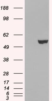 IHC-plus™ Polyclonal Goat anti-Human IRF6 Antibody (aa455-467, IHC, WB)