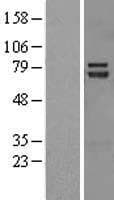 HT2A / TRIM32 Protein (Over-Expression Lysate Myc-DDK (Flag))