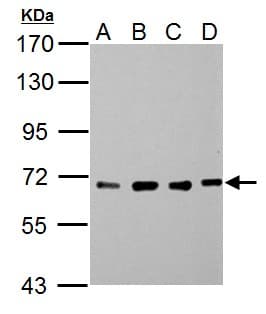 NUP62 Antibody (aa230-490)