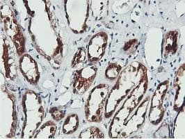 COASY Antibody (clone OTI3B3)
