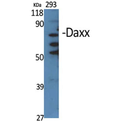 DAXX Antibody (330-410 aa, Internal)