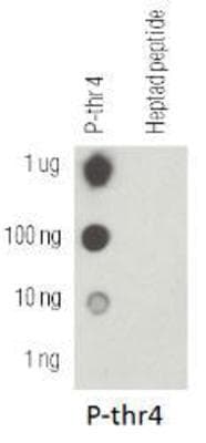 POLR2A / RNA polymerase II Antibody (phospho-Thr4)