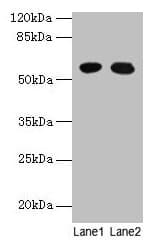 GTPBP6 Antibody