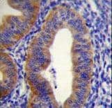 FGD6 Antibody (aa1324-1352)