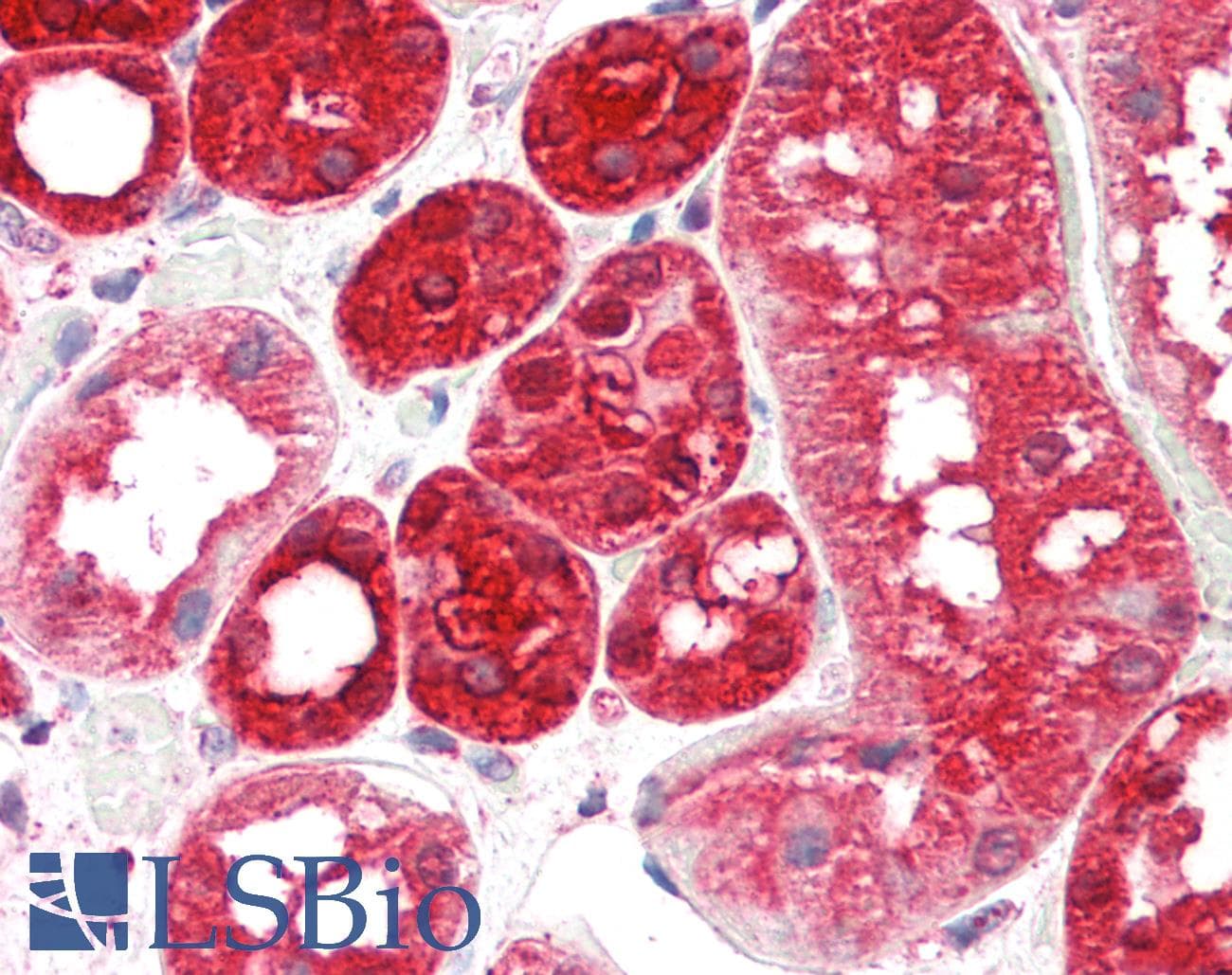 Osteonectin / SPARC Antibody (C-Terminus, HRP)