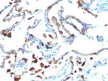 MFGE8 /Lactadherin Antibody (clone MFG-06)