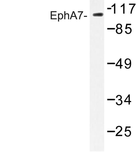 Polyclonal Rabbit anti-Human EPHA7 / EPH Receptor A7 Antibody (Glu477, WB)