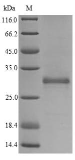 Zebrafish VWC2L Protein (Recombinant 6His-Myc, C-terminus)