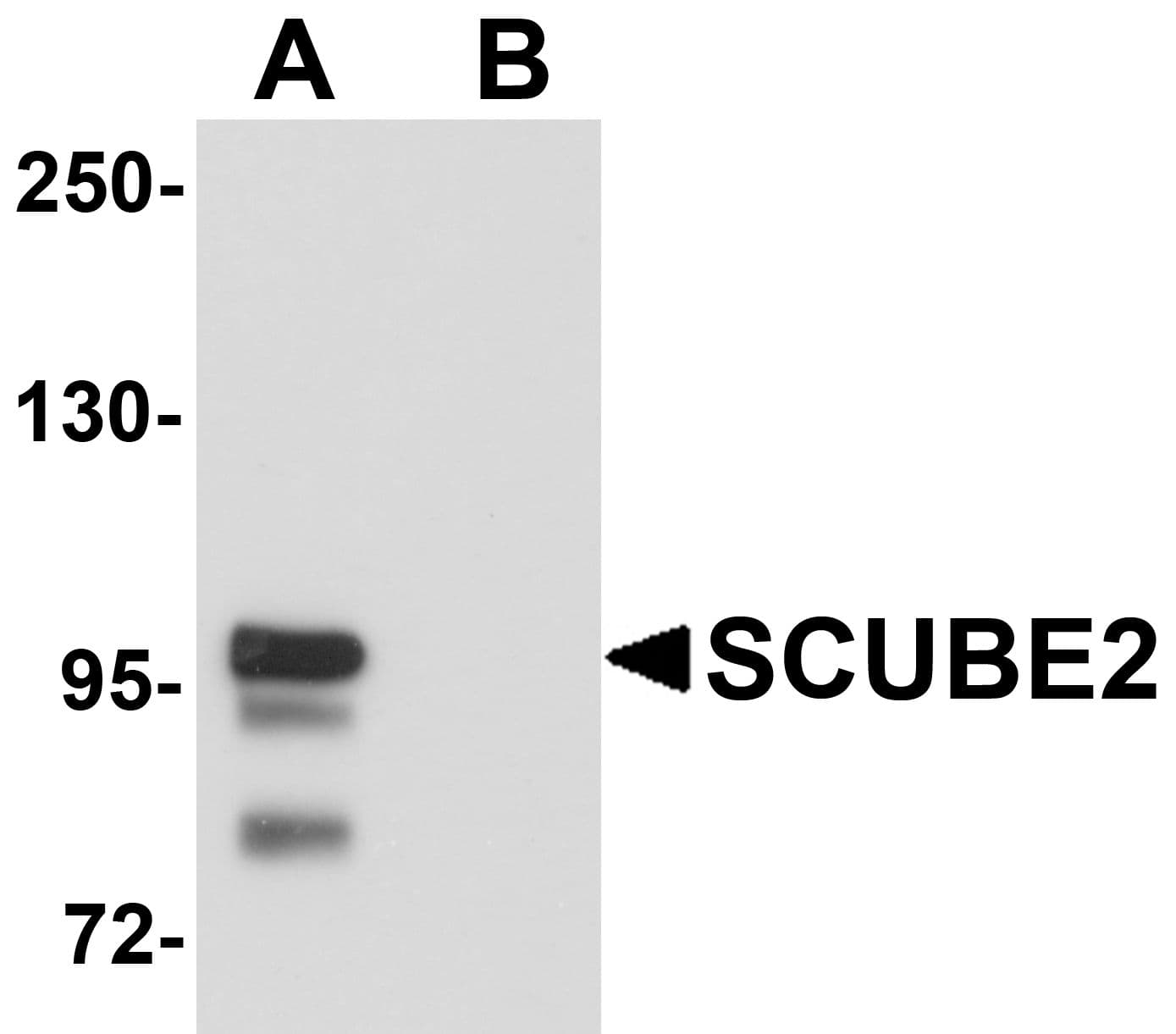 IHC-plus™ SCUBE2 Antibody