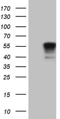 NFS1 Antibody (aa1-299, clone OTI5D1)