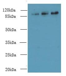 CCDC57 Antibody (Coiled-coil domain)
