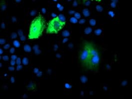DPP9 Antibody (clone OTI2F10)