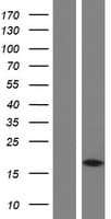 MAP1LC3A / LC3A Protein (Over-Expression Lysate Myc-DDK (Flag))