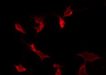GJC1 / CX45 / Connexin 45 Antibody