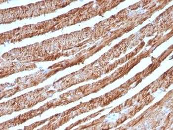 CYCS / Cytochrome c Antibody (clone CTC05)