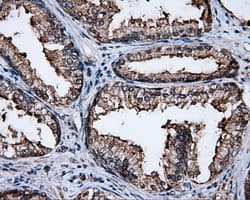 FAHD2A Antibody (clone OTI5H7)