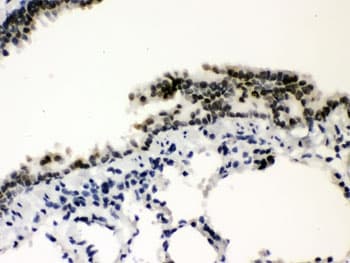 SP3 Antibody