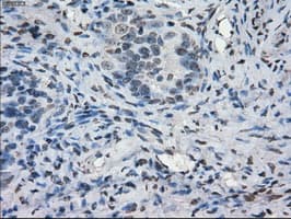 CYPOR / POR Antibody (clone OTI2E4)