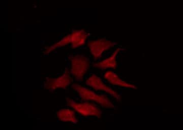 KCNS2 Antibody