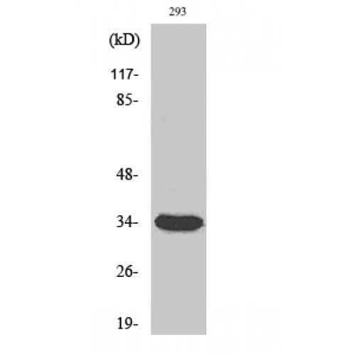 CDK1 / CDC2 Antibody (1-80 aa)