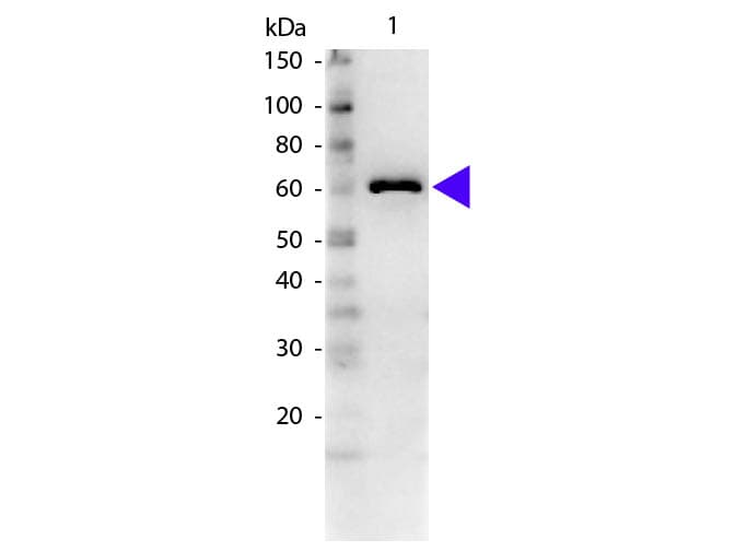 Polyclonal Rabbit anti-Bovine ALB / Serum Albumin Antibody (Lyophilized, IHC, WB)