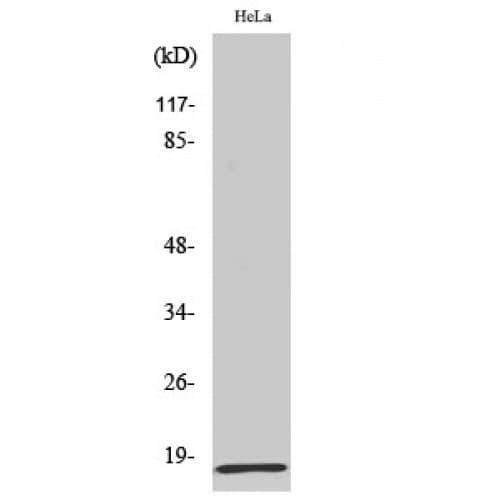 MRPL20 Antibody (80-160 aa, C-terminal)
