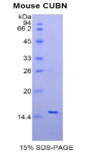 Mouse CUBN / Cubilin Protein (Recombinant His)