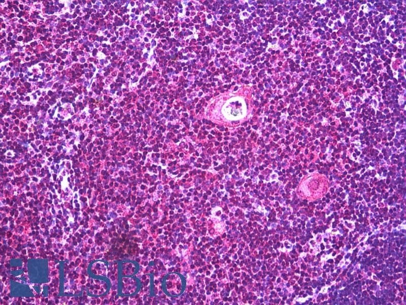 IHC-plus™ GPR137C / TM7SF1L2 Antibody (aa256-305)