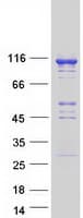 Human NLRP2 / NALP2 Protein (Recombinant Myc-DDK (Flag))