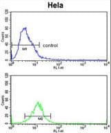 CDK19 / CDK11 Antibody (aa253-285)