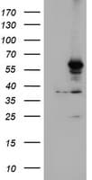 CYP2A6 Antibody (clone OTI1D2)