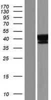 SUGT1 / SGT1 Protein (Over-Expression Lysate Myc-DDK (Flag))
