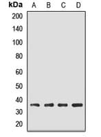 4E-BP2 / EIF4EBP2 Antibody