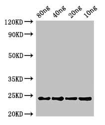 petE Antibody