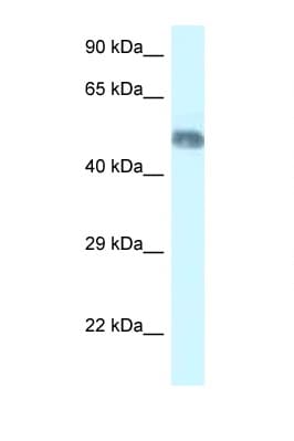 Polyclonal Rabbit anti-Mouse WRAP73 / WDR8 Antibody (aa146-195, WB)