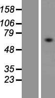 TM9SF3 Protein (Over-Expression Lysate Myc-DDK (Flag))