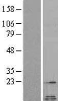 GAL / Galanin Protein (Over-Expression Lysate Myc-DDK (Flag))