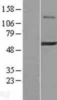 ZSCAN21 / Zipro1 Protein (Over-Expression Lysate Myc-DDK (Flag))