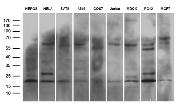 NABP1 / OBFC2A Antibody (clone OTI8E3, Carrier-free)