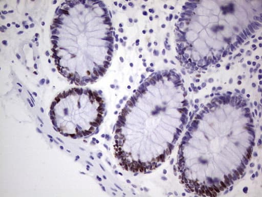 MCM2 Antibody (clone OTI8A11)