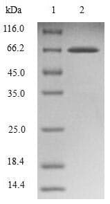 Human SH3GLB1 / Bif / Endophilin B1 Protein (Recombinant GST, N-terminus)
