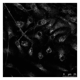 IHC-plus™ Polyclonal Goat anti-Mouse RAB14 Antibody (C-Terminus, IHC, IF, WB)