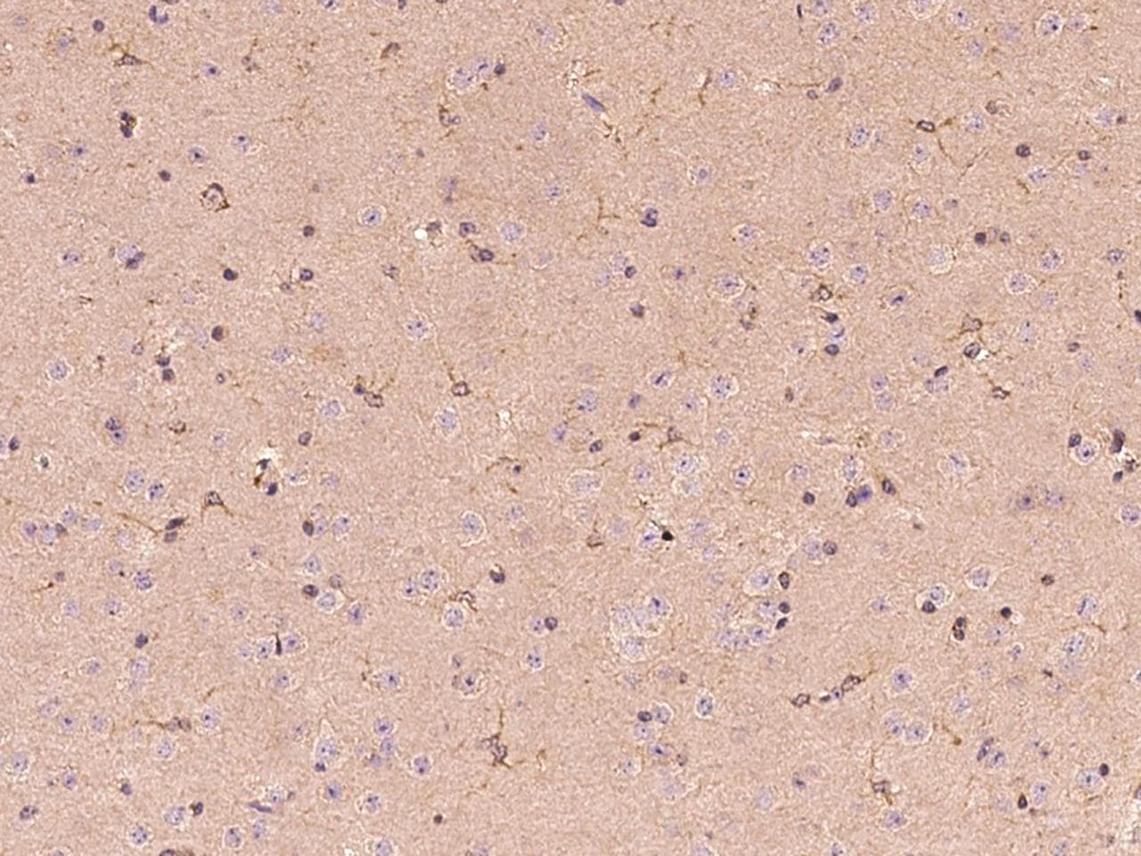 Polyclonal Rabbit anti-Mouse BCHE / Cholinesterase Antibody (Preservative Free, IHC)