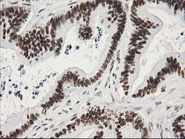 LENG1 Antibody (clone OTI10A7)