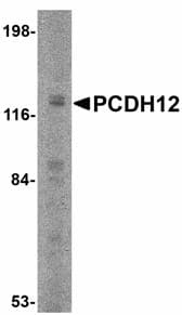 IHC-plus™ PCDH12 / VE-Cadherin-2 Antibody
