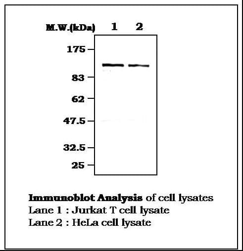 IHC-plus™ RBL2 / RB2 p130 Antibody (aa175-189)