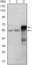 ETS1 / ETS-1 Antibody (clone 10D2)