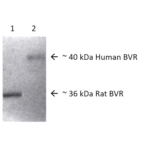 BLVRA Antibody (Atto 390)