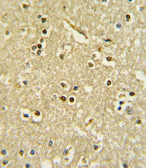 PAX6 Antibody (aa183-210)