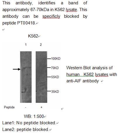 AIFM1 / AIF / PDCD8 Antibody